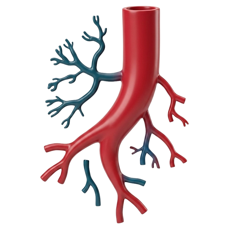 Vascular Studies Icon